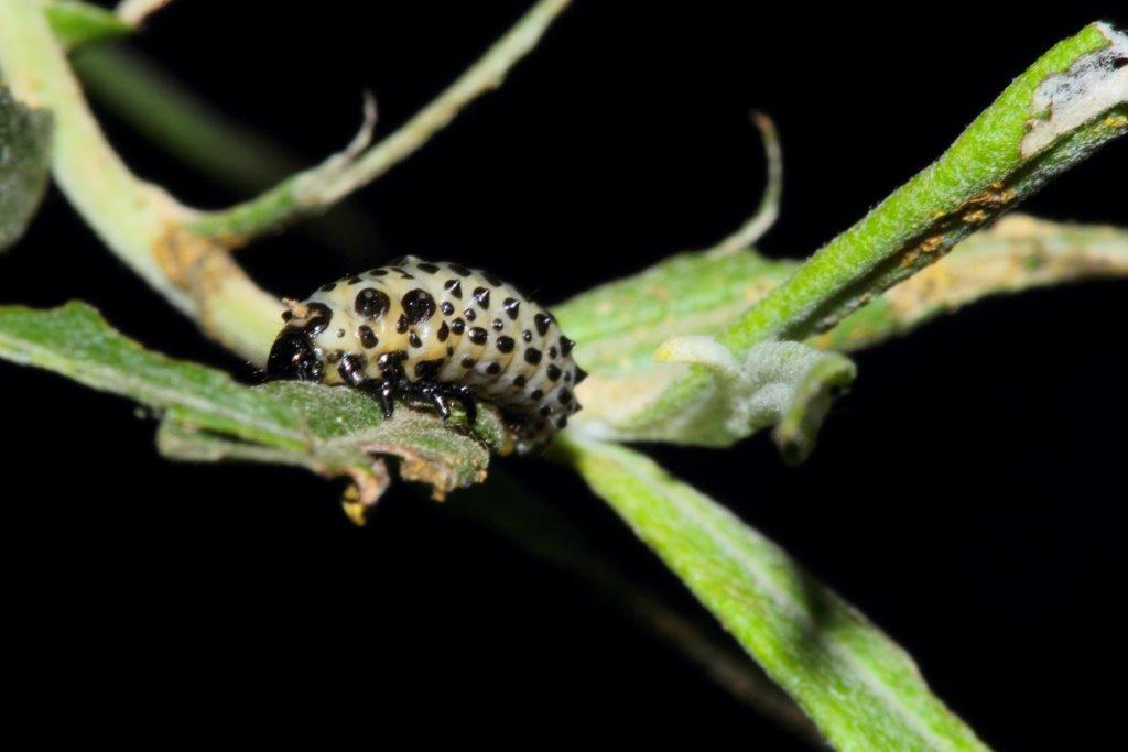 Larve di Chrysomela populi